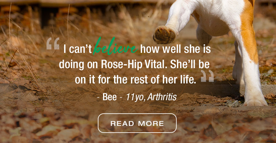Rose-Hip Vital Canine | For your dog | Scientifically proven natural anti-inflammatory, bursting with goodness