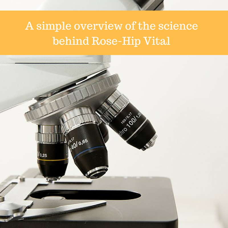 A Simple Overview Of The Science Behind Rose Hip Vital