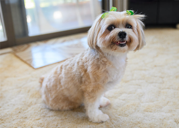 Abbie on Rose-Hip Vital Canine
