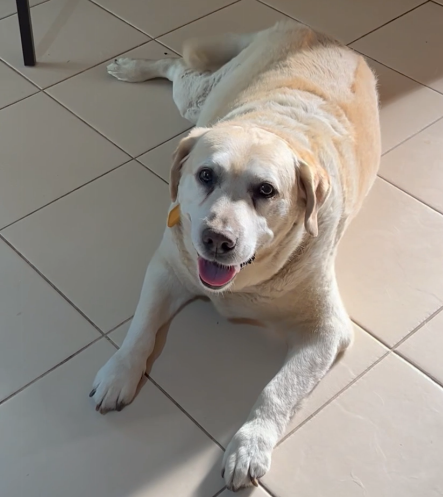 Bundy on Rose-Hip Vital Canine