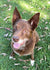 Buster on Rose-Hip Vital Canine