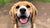 Close-up of a smiling Beagle dog with its tongue out