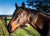 Charmer on Rose-Hip Vital Equine