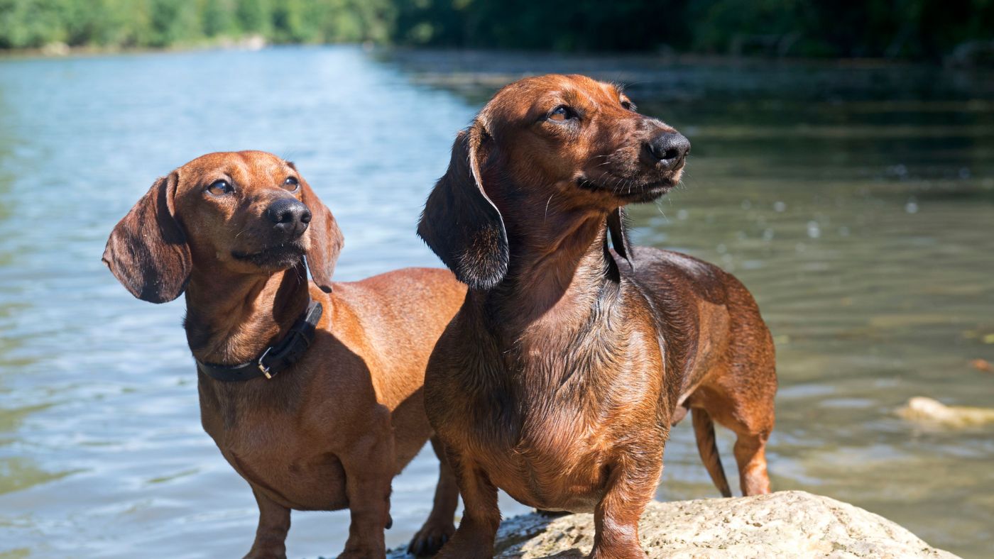 Two healthy dachshunds pose by a stream free from IVDD thanks to Rose-Hip Vital Canine