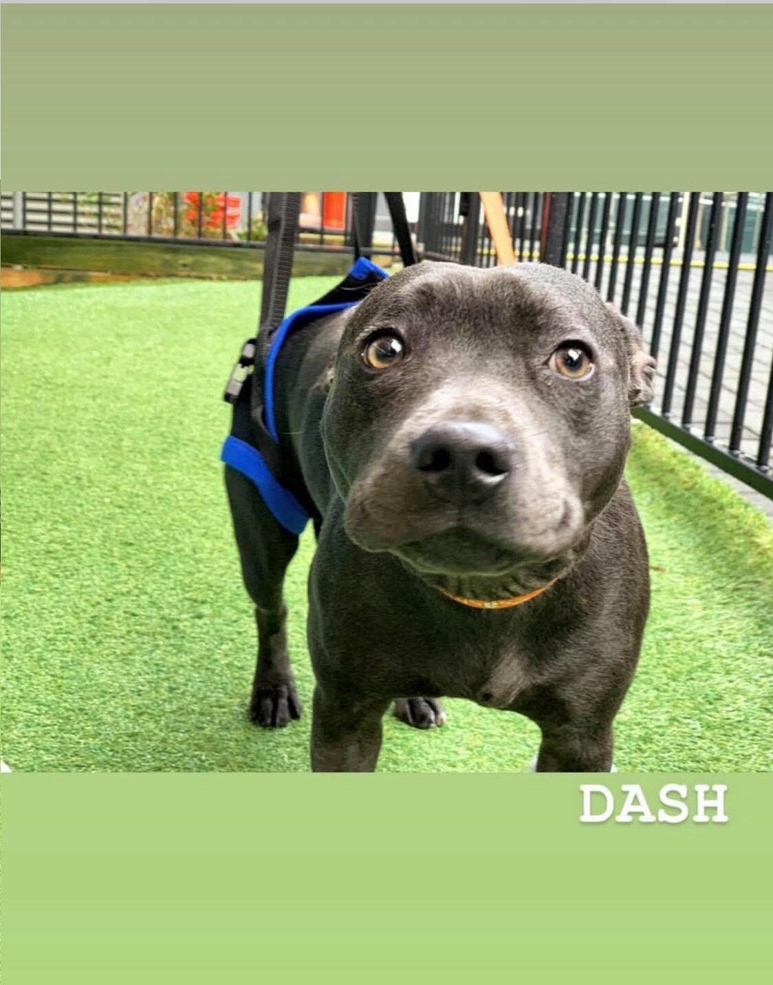 Dash on Rose-Hip Vital Canine