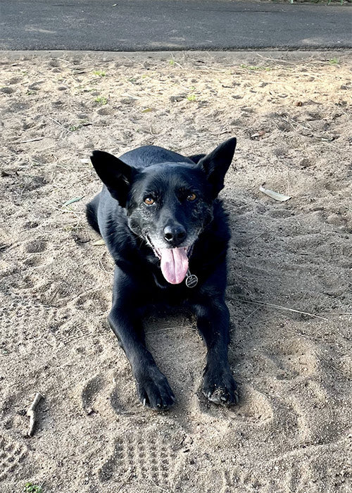 Diesel on Rose-Hip Vital Canine