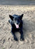 Diesel on Rose-Hip Vital Canine