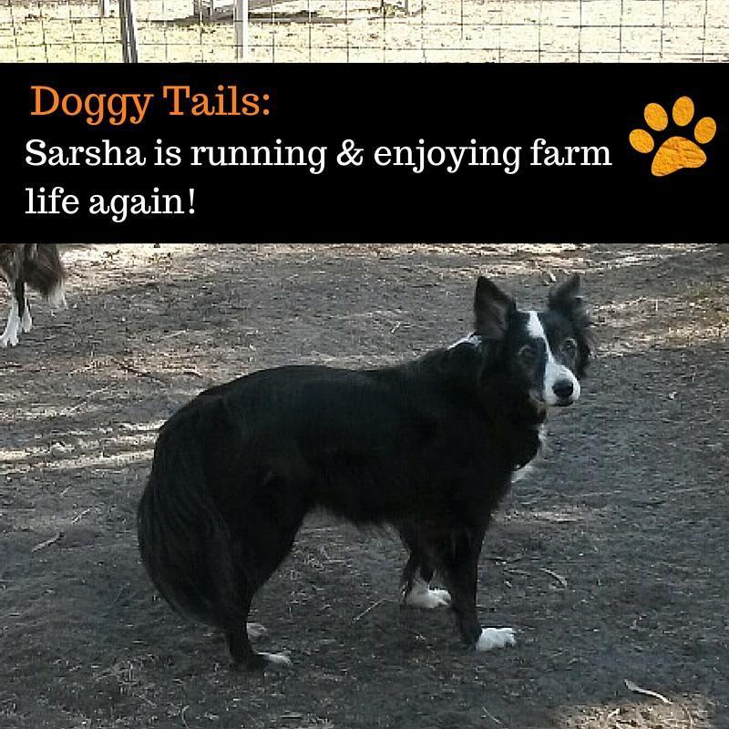 Sarsha is running & enjoying farm life again!