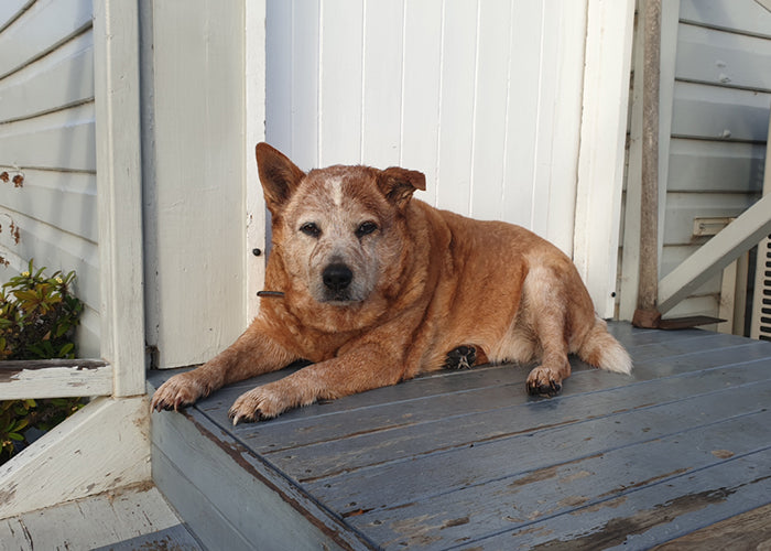 Doug on Rose-Hip Vital Canine