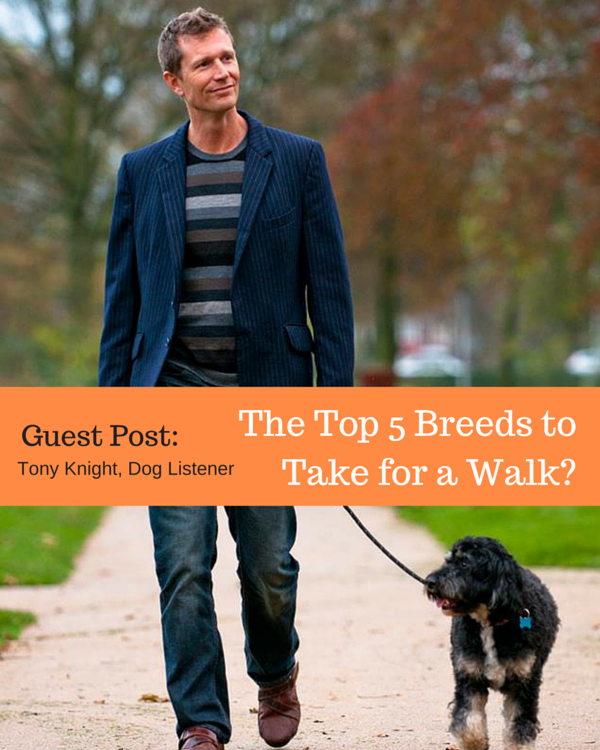 Guest Post: Top 5 Breeds to Take for a Walk?
