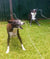 Lily on Rose-Hip Vital Canine