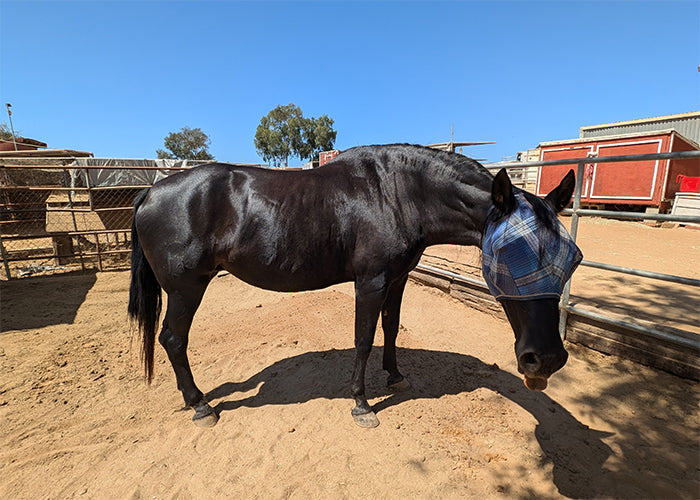 Lucy on Rose-Hip Vital Equine