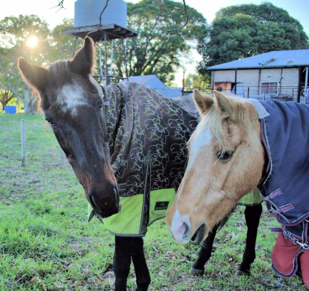 Maestro & Cosi on Rose-Hip Vital Equine