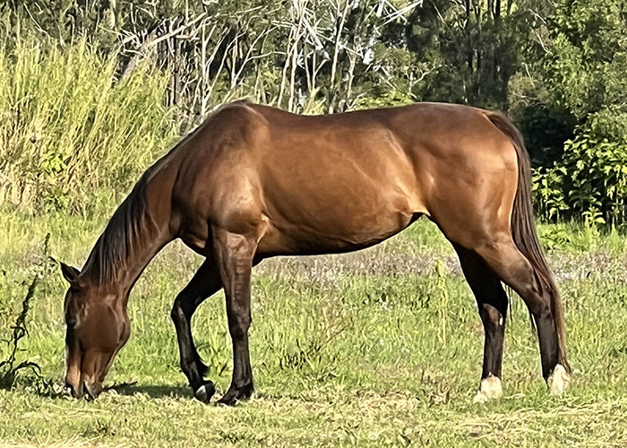 Matilda on Rose-Hip Vital Equine