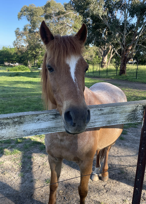 Mia on Rose-Hip Vital Equine