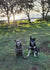 Liklik & Deisal on Rose-Hip Vital Canine