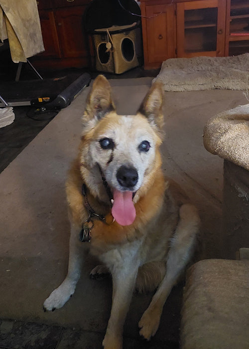 Mylo on Rose-Hip Vital Canine