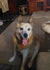 Mylo on Rose-Hip Vital Canine