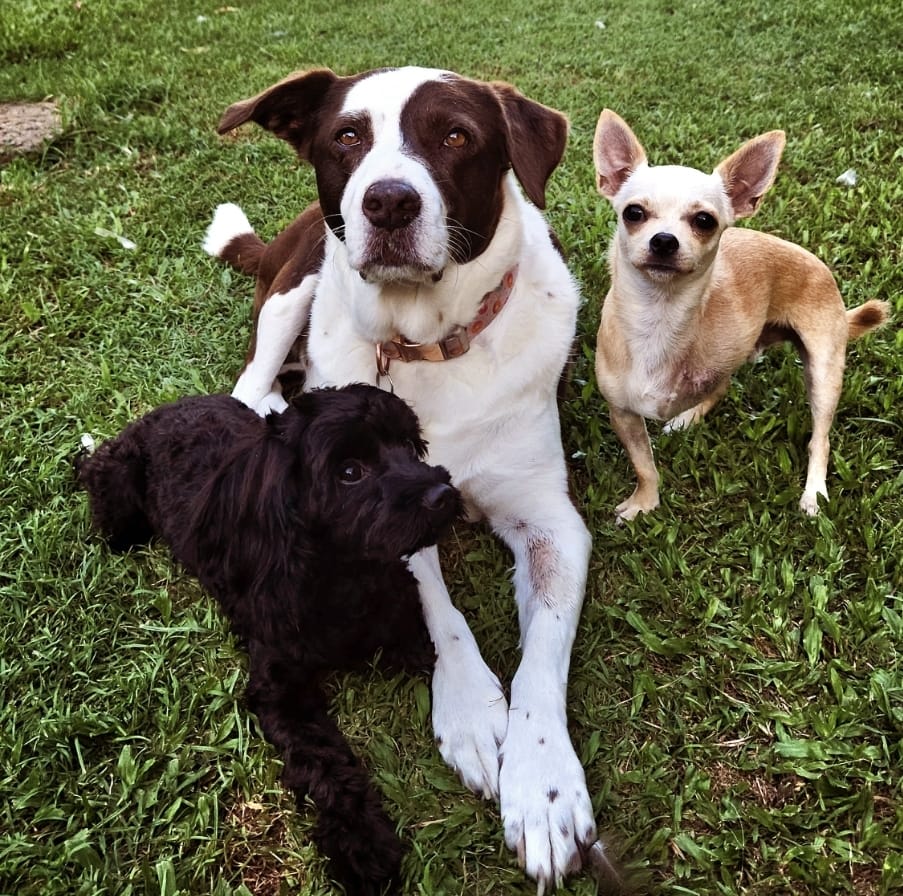 Niva, Bruce & Riley on Rose-Hip Vital Canine