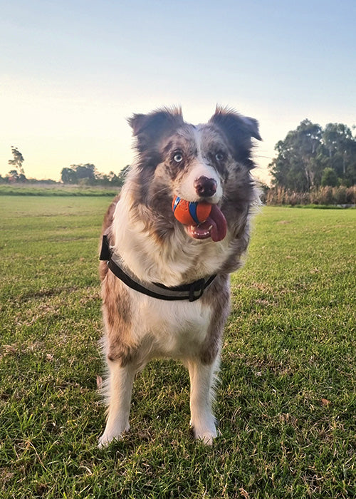 Olli on Rose-Hip Vital Canine