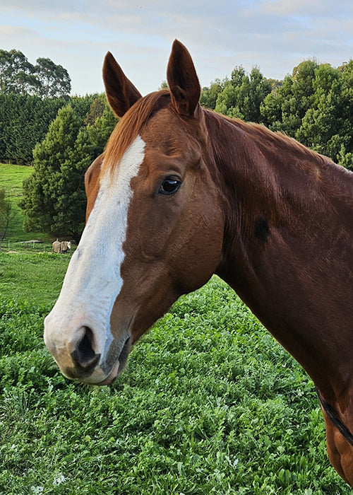 Rangy on Rose-Hip Vital Equine