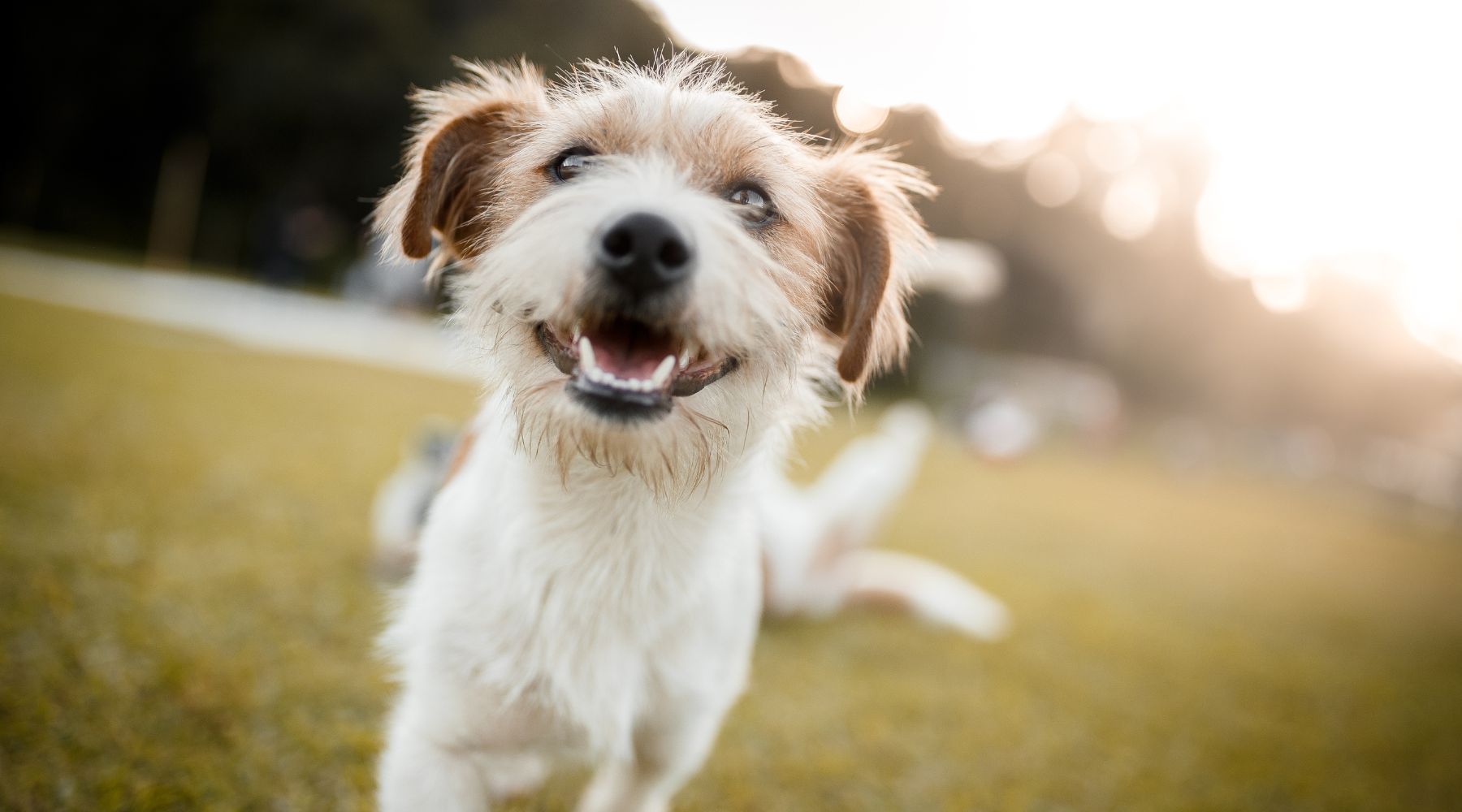 Happy dog smiling at camera enjoying Rose-Hip Vital Canine