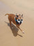 Roxy on Rose-Hip Vital Canine