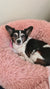 Ruby on Rose-Hip Vital Canine