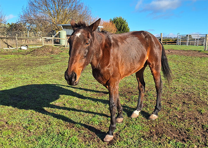 Storm on Rose-Hip Vital Equine