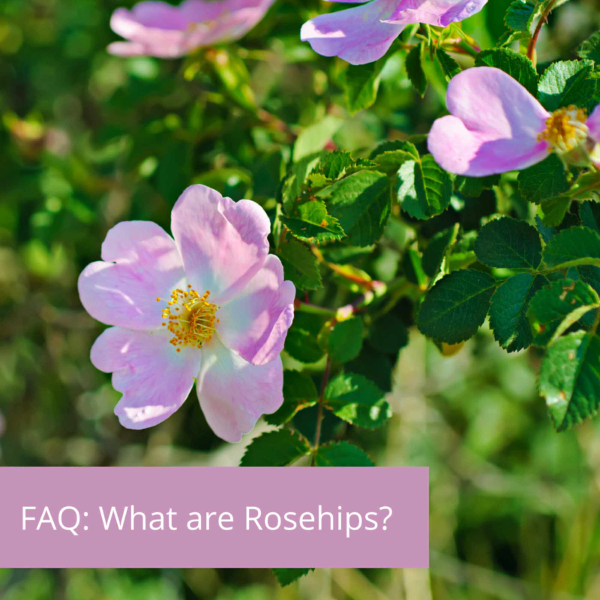 FAQ: What are Rosehips?