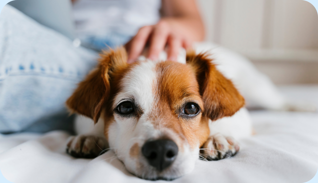 Joint Pain in Dogs: Causes, Signs, and Relief