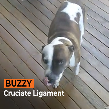 Buzzy on Rose-Hip Vital Canine