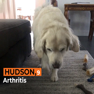 Hudson on Rose-Hip Vital Canine