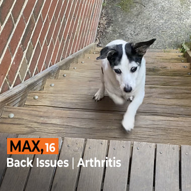 Max on Rose-Hip Vital Canine