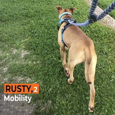 Rusty on Rose-Hip Vital Canine