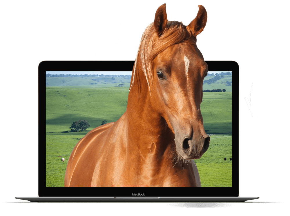 Laptop displaying an image of a horse on a grassy field with a black background