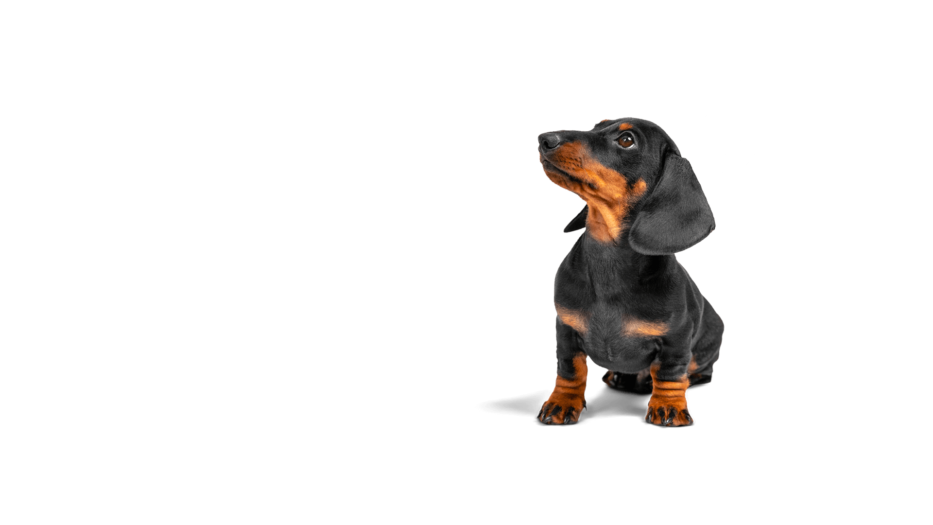Dachshund with heart and sound effect icons on a black background
