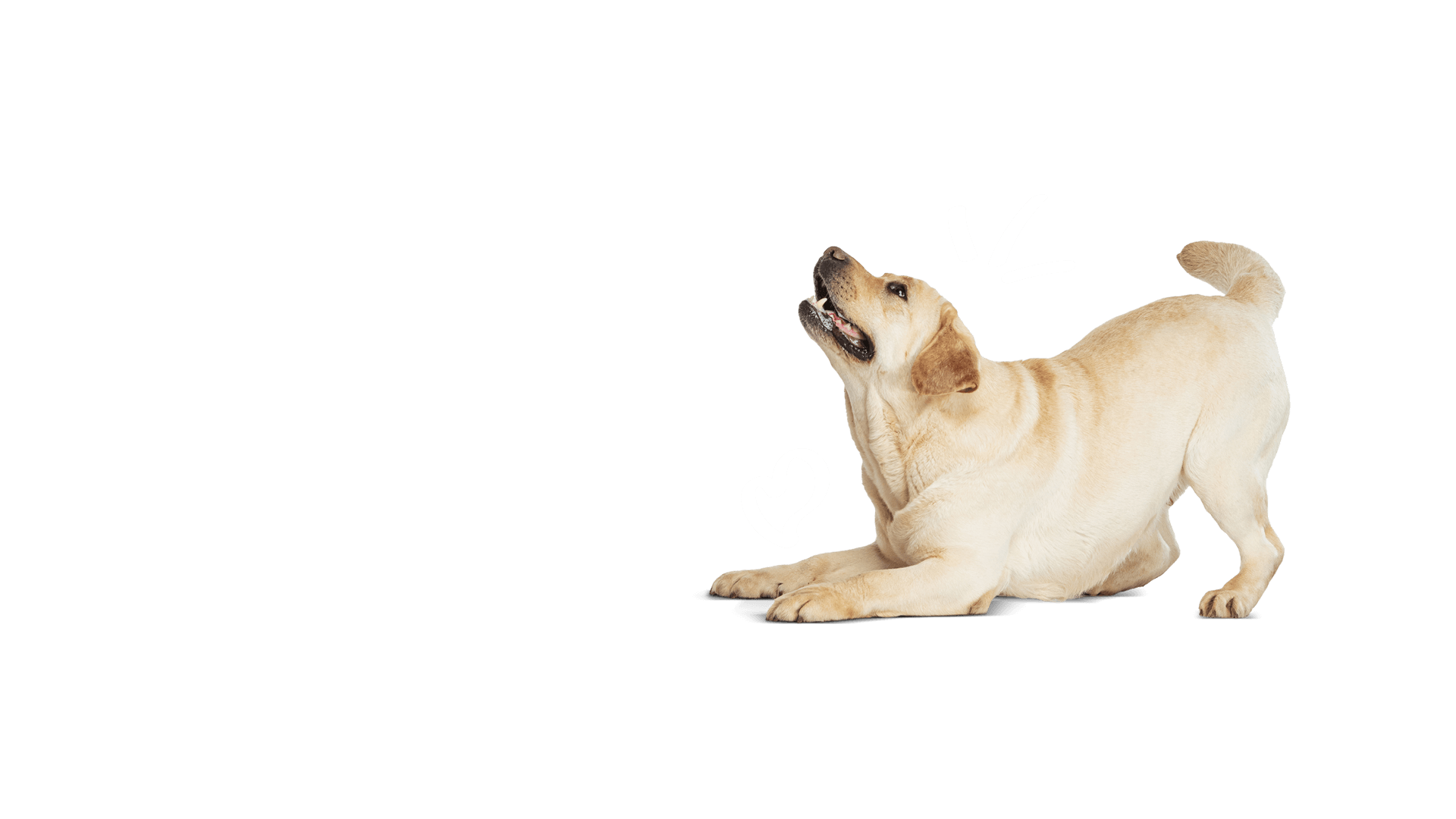 Dog lying on a black background with heart and bone illustrations