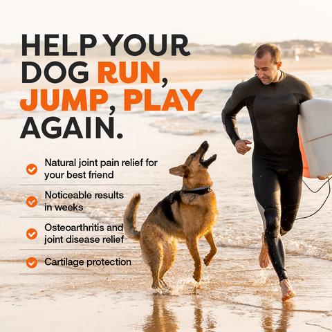 Man in a wetsuit running with a dog on a beach, promoting natural joint pain relief for dogs.