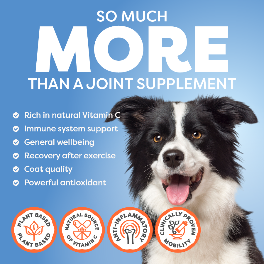 Dog with joint supplement benefits on a blue background