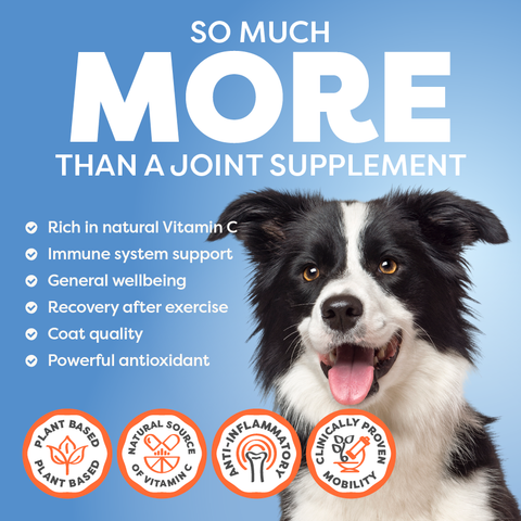Dog with joint supplement benefits on a blue background