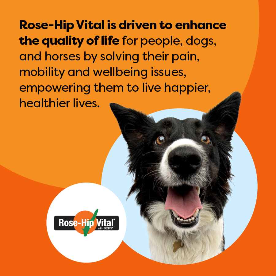 Dog with Rose-Hip Vital branding on an orange background