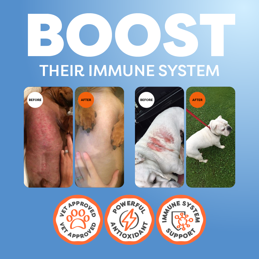 Advertisement for immune system support with before and after images of dogs on a blue background.