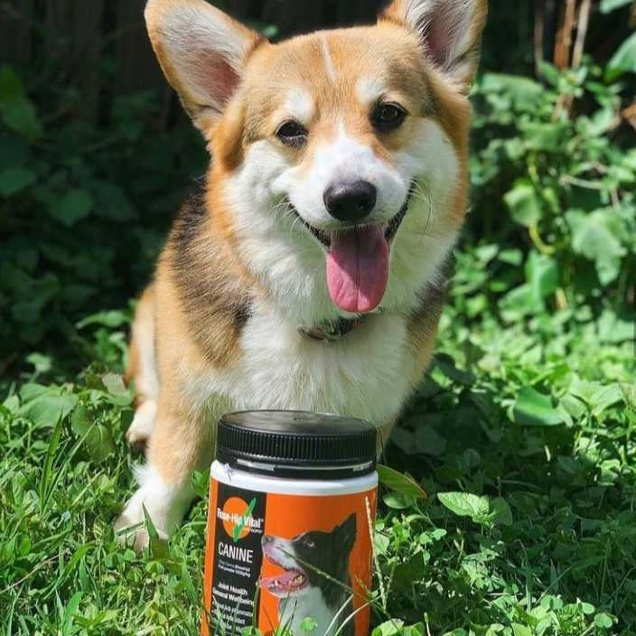 Willow the Corgi with Rose-Hip Vital Canine 500g