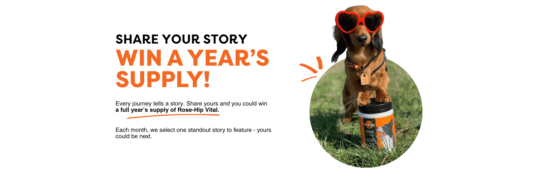 Dog wearing sunglasses with promotional text for a story contest on a green background