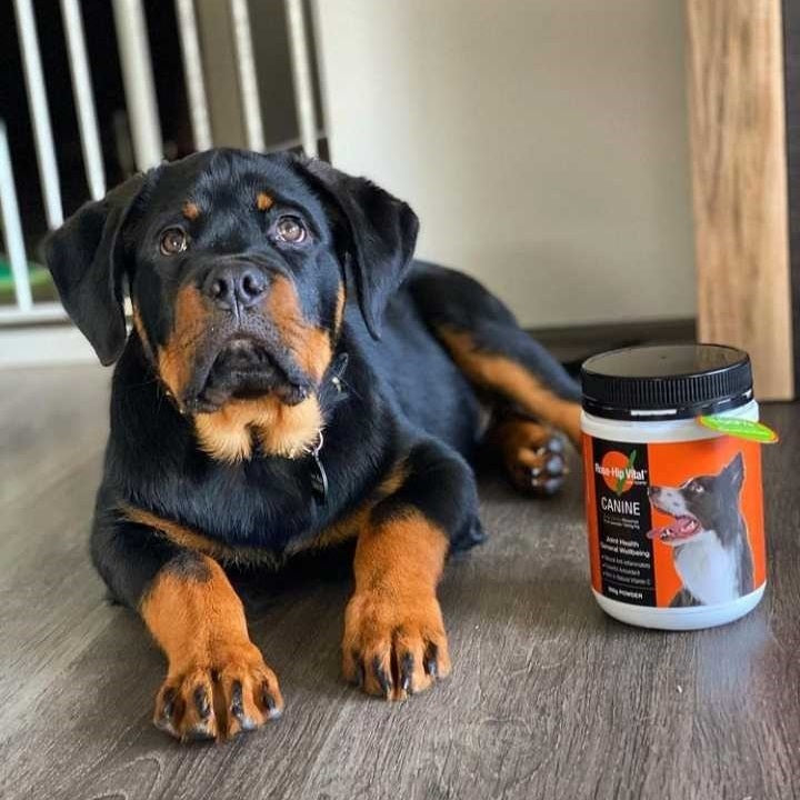 Rocco the Rottweiler with Rose-Hip Vital Canine 500g
