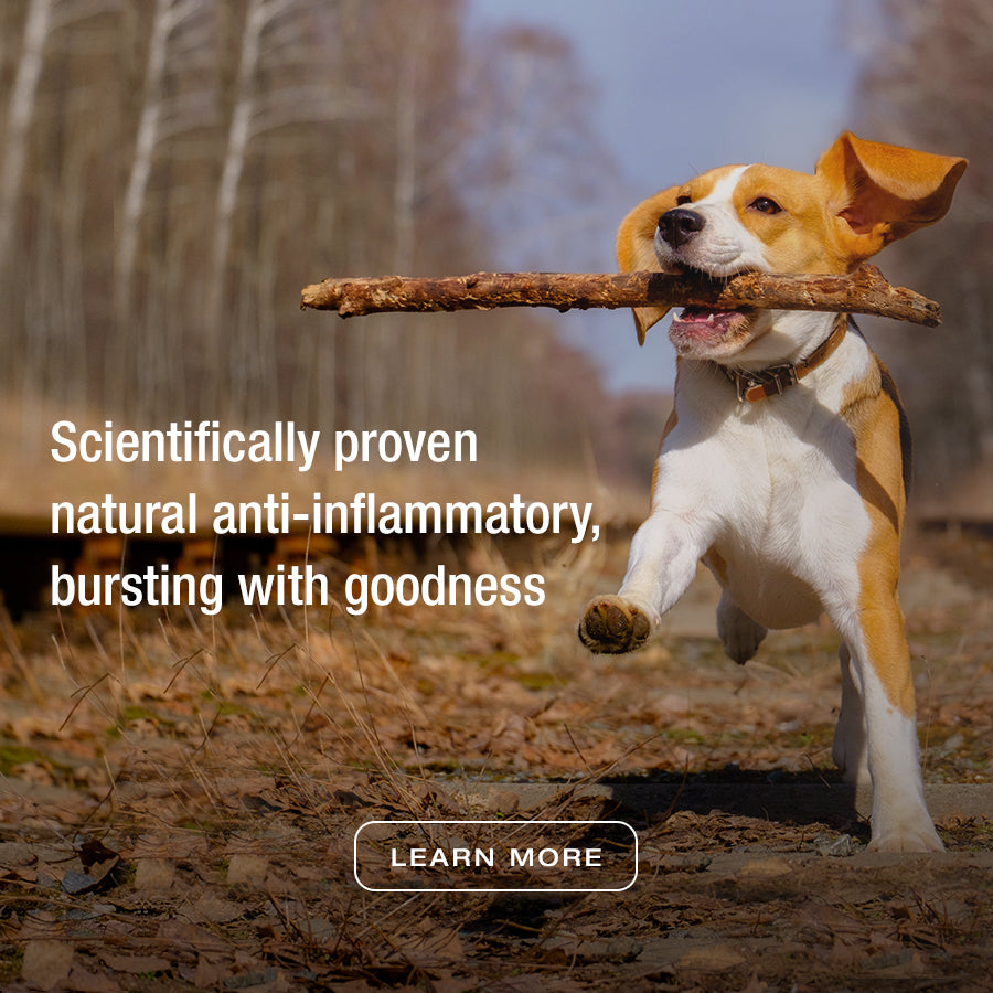 Rose-Hip Vital Canine | For your dog | Scientifically proven natural anti-inflammatory, bursting with goodness